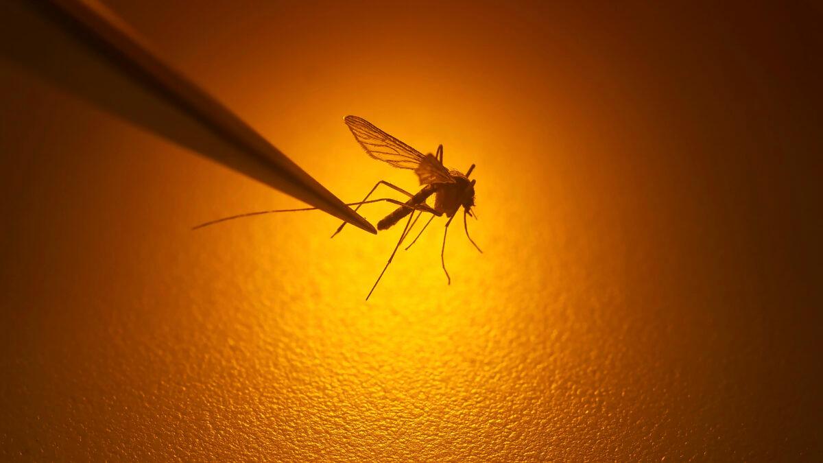 Il West Nile allarma l’Europa, Italia osservata speciale – Che virus è, i sintomi e come proteggersi