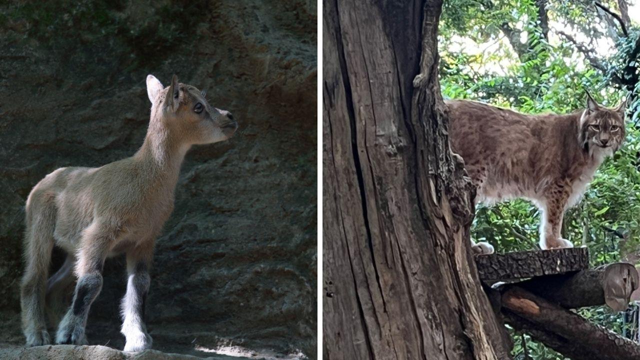 La lince e il markhor