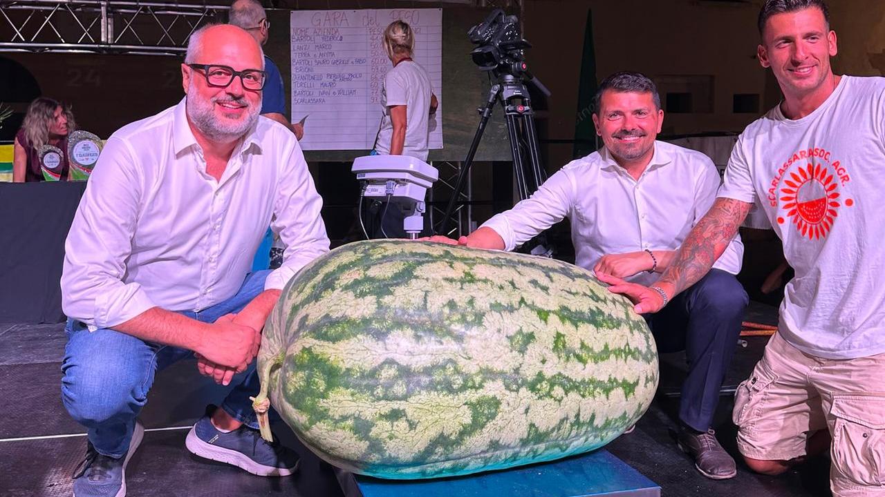 Miss Anguria pesa 125 chili ed è dell’azienda Scarlassara Natalino di Cadelbosco Sotto