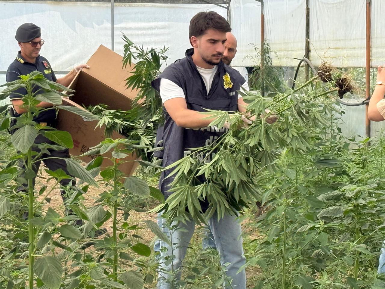 Capannori, coltivazione illegale di marijuana: due arresti