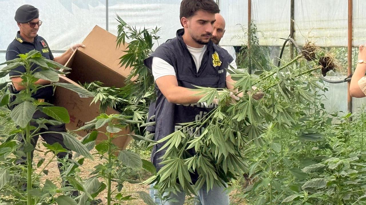 Capannori, coltivazione illegale di marijuana: due arresti