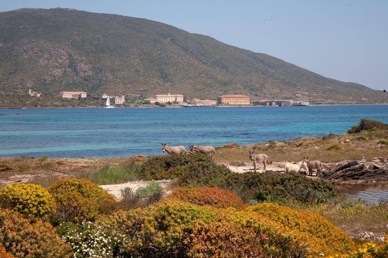 Il mare della Sardegna è sempre più bollente, all'Asinara il record italiano: coralli e biodiversità in pericolo
