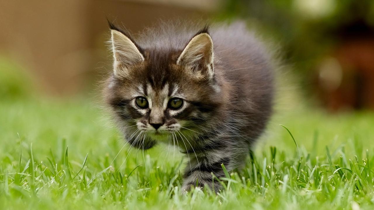 Gattino vivo chiuso in un sacco e gettato tra i rifiuti