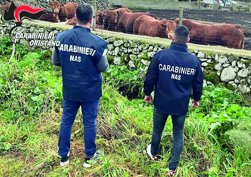 Bovini in cura mandati al macello, fra gli otto indagati c’è anche un assessore