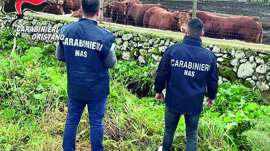 Bovini in cura mandati al macello, fra gli otto indagati c’è anche un assessore