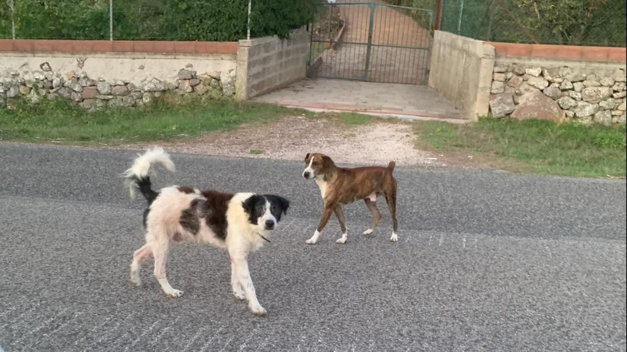 Caldo torrido, scatta un’altra ordinanza pet friendly: vietato lasciare cani e gatti sotto il sole