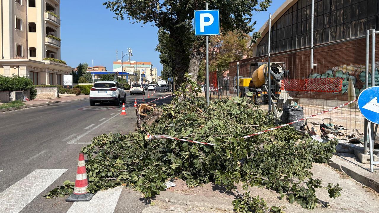 Olbia, abbattuti gli alberi di via Vittorio Veneto. Il sindaco: «Sono malati, li ripianteremo»