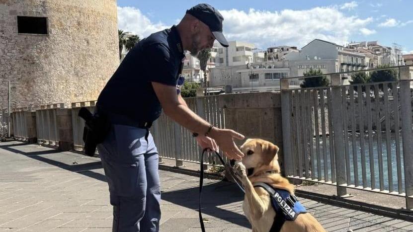 Addio ad Aaron, il cane poliziotto dal fiuto infallibile