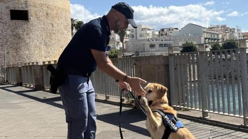 Addio ad Aaron, il cane poliziotto dal fiuto infallibile