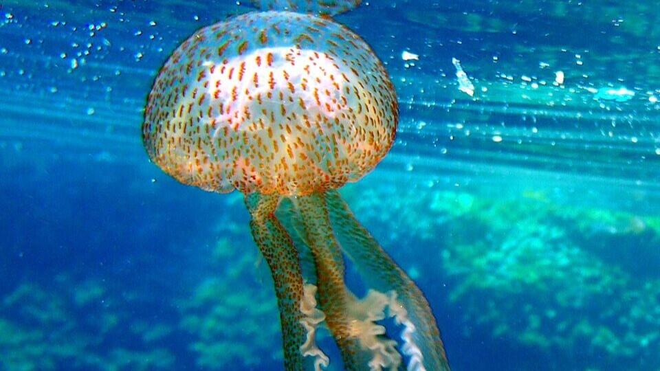 Granchi e meduse nel secchiello, non è un gioco ma un reato: cosa si rischia