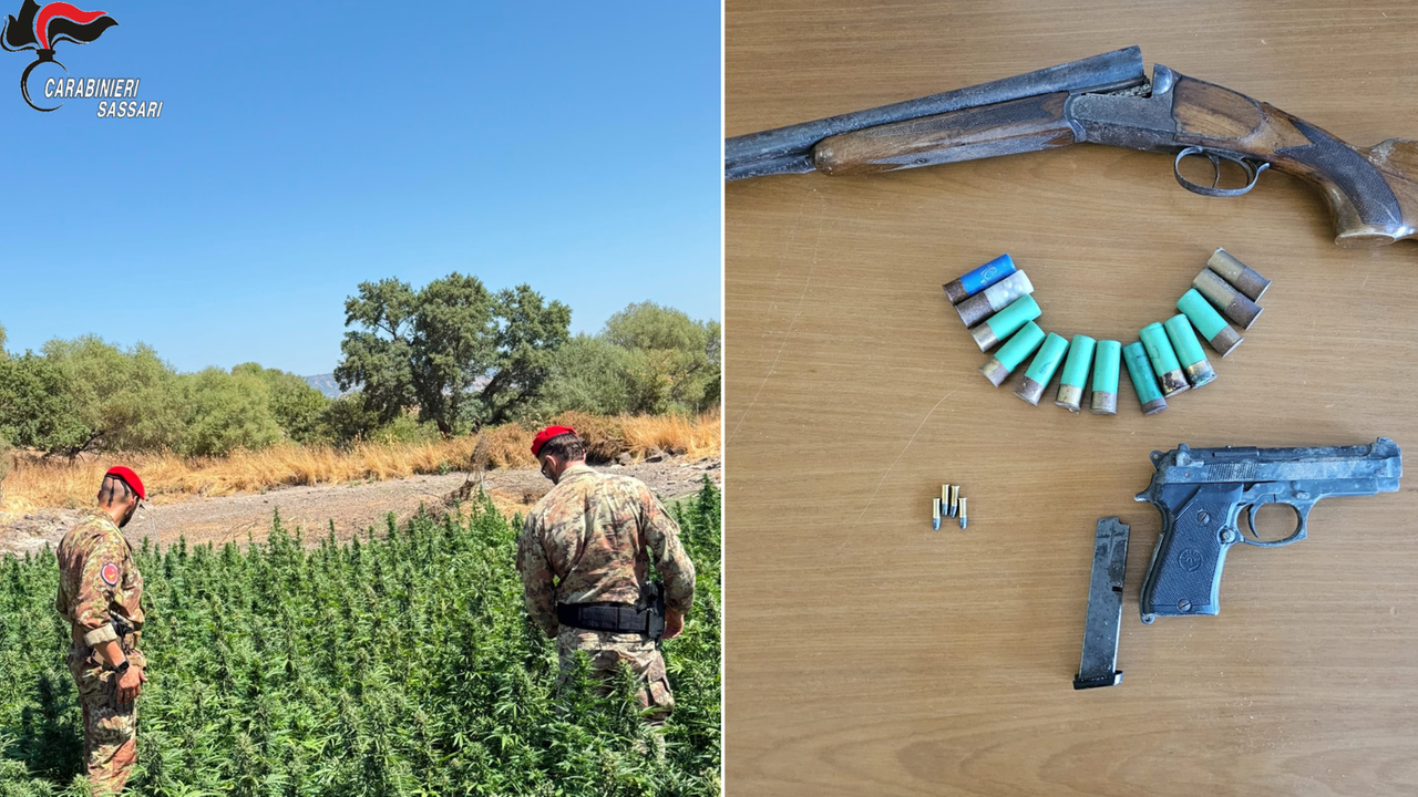 Blitz dei Cacciatori di Sardegna in un’azienda agricola del Sassarese, sequestrate quasi 2mila piante di cannabis e un fucile: un arresto