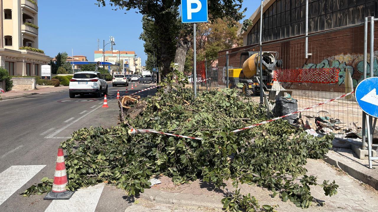 Olbia, taglio degli alberi di via Vittorio Veneto: è scontro in consiglio comunale