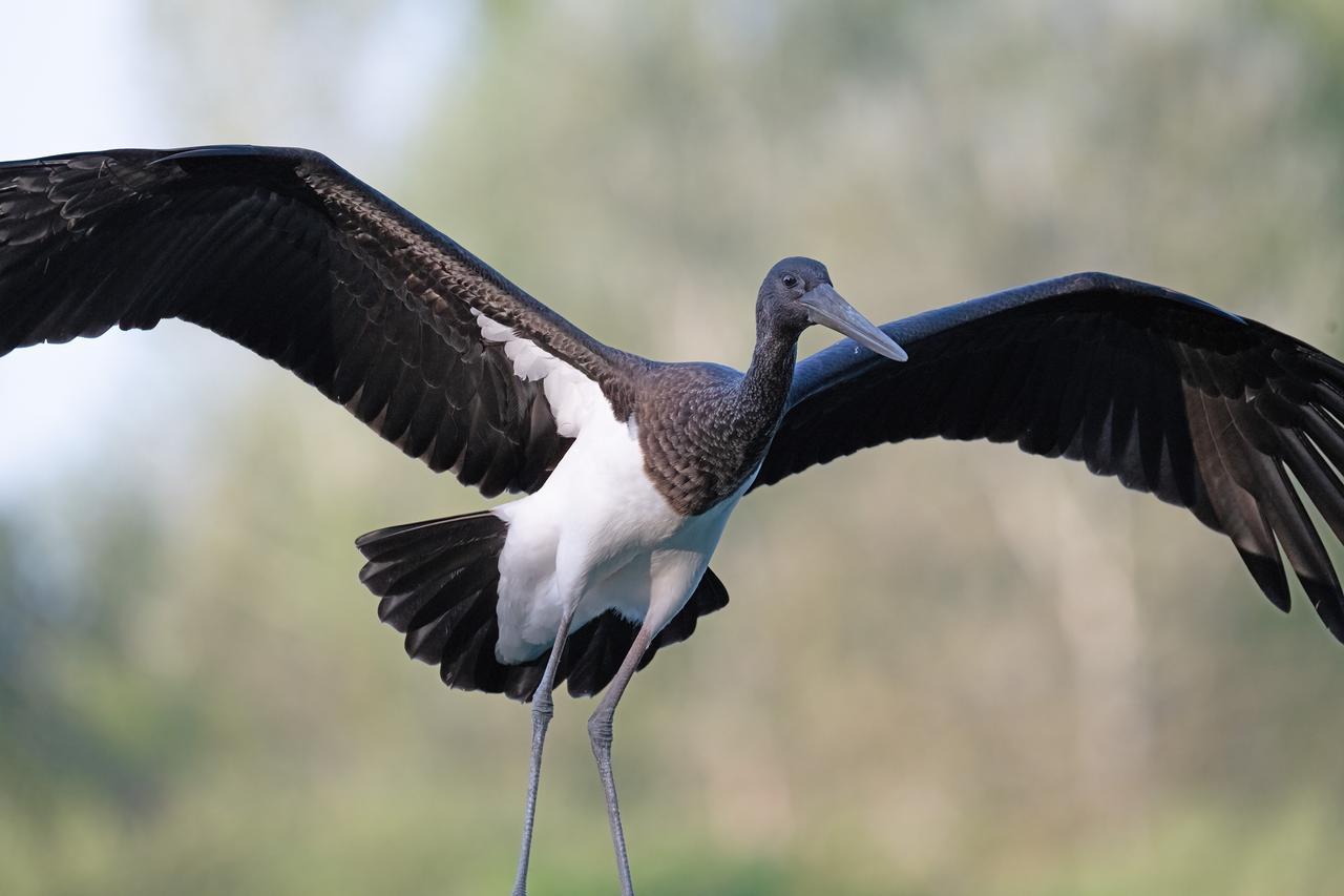 Il raro spettacolo della cicogna nera nel Lago di Sibolla