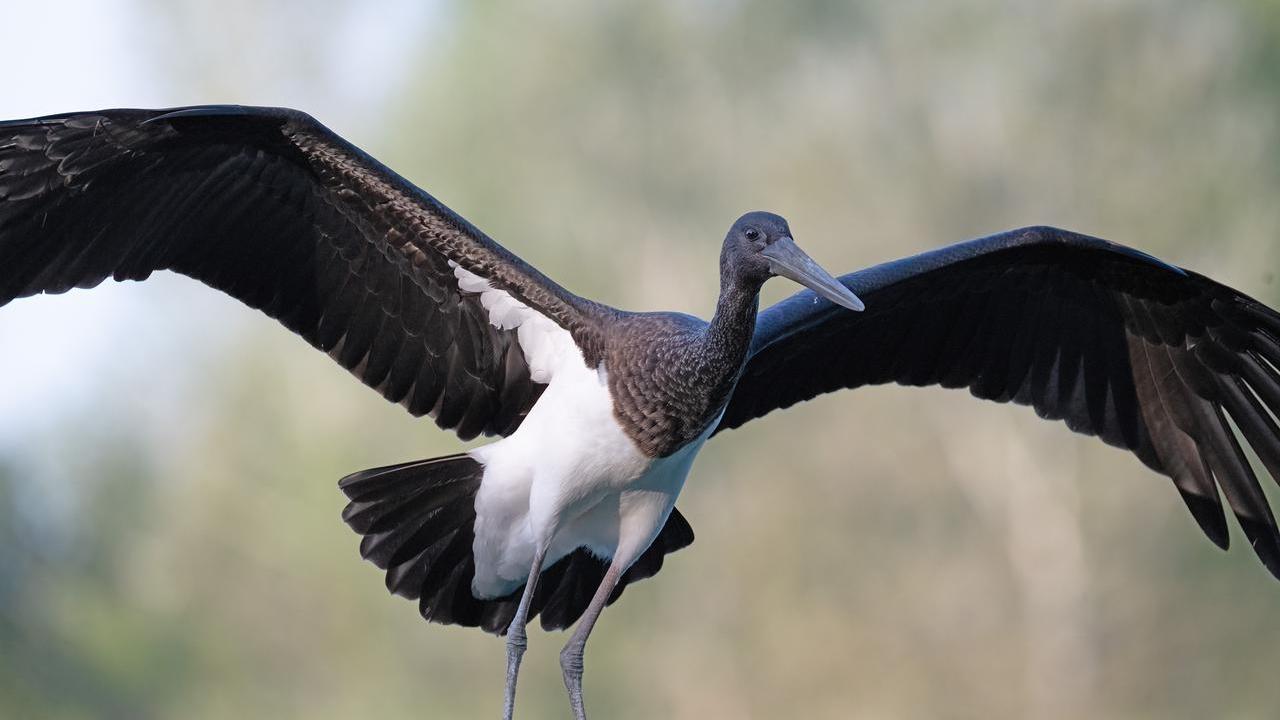 Il raro spettacolo della cicogna nera nel Lago di Sibolla