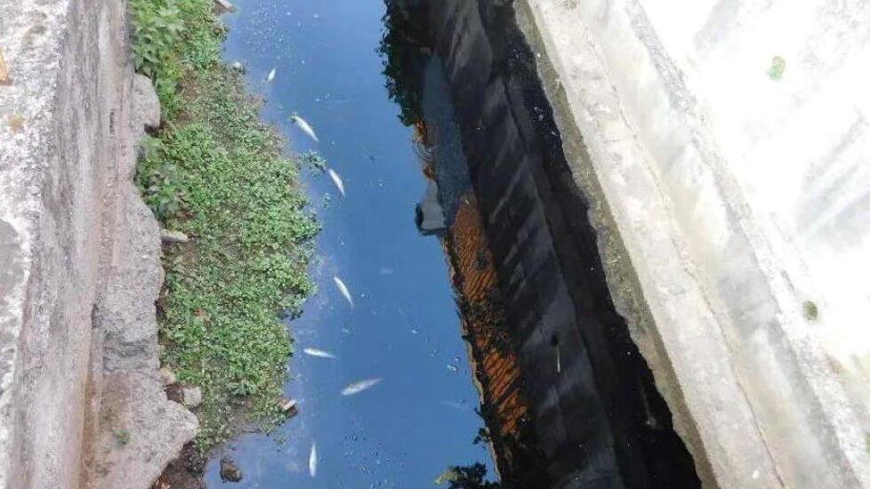 I pesci morti (foto Arpat)
