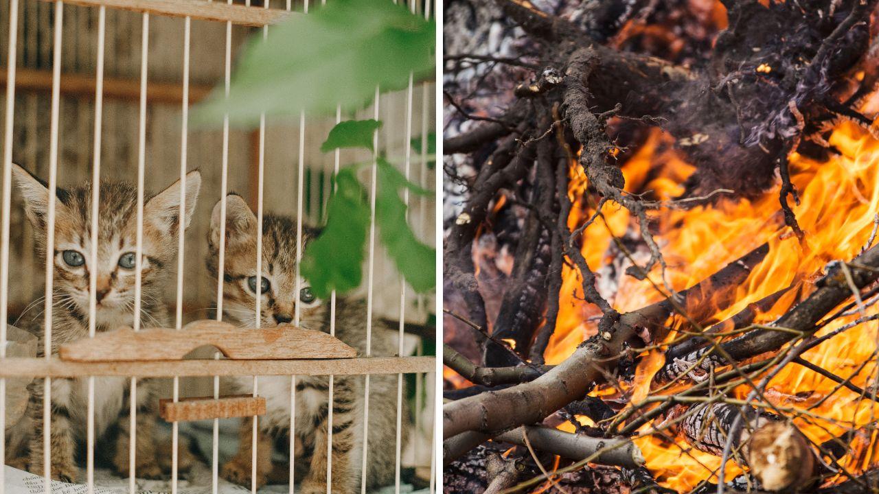 
	Incendio di sterpaglie, paura per i gatti dell'Oasi Felina

