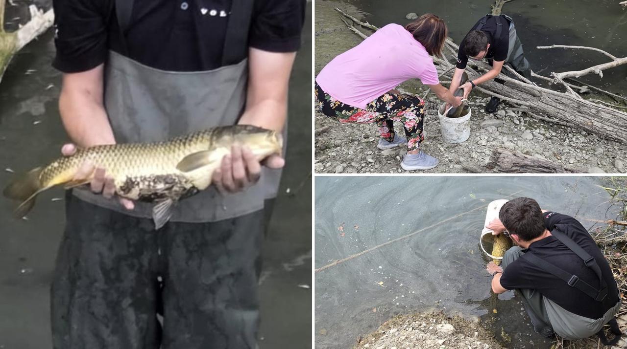 Il giovane pescatore Alessio salva 12 carpe nel laghetto di Spilamberto prosciugato dalla siccità