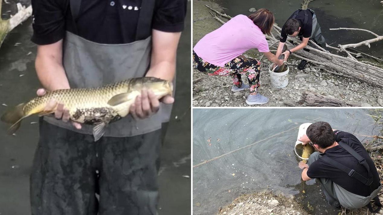 Le carpe salvate dal giovane pescatore Alessio