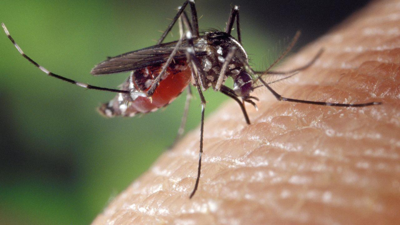 Sesto Fiorentino, caso di dengue dopo un viaggio all’estero: scatta la disinfestazione straordinaria – Le strade