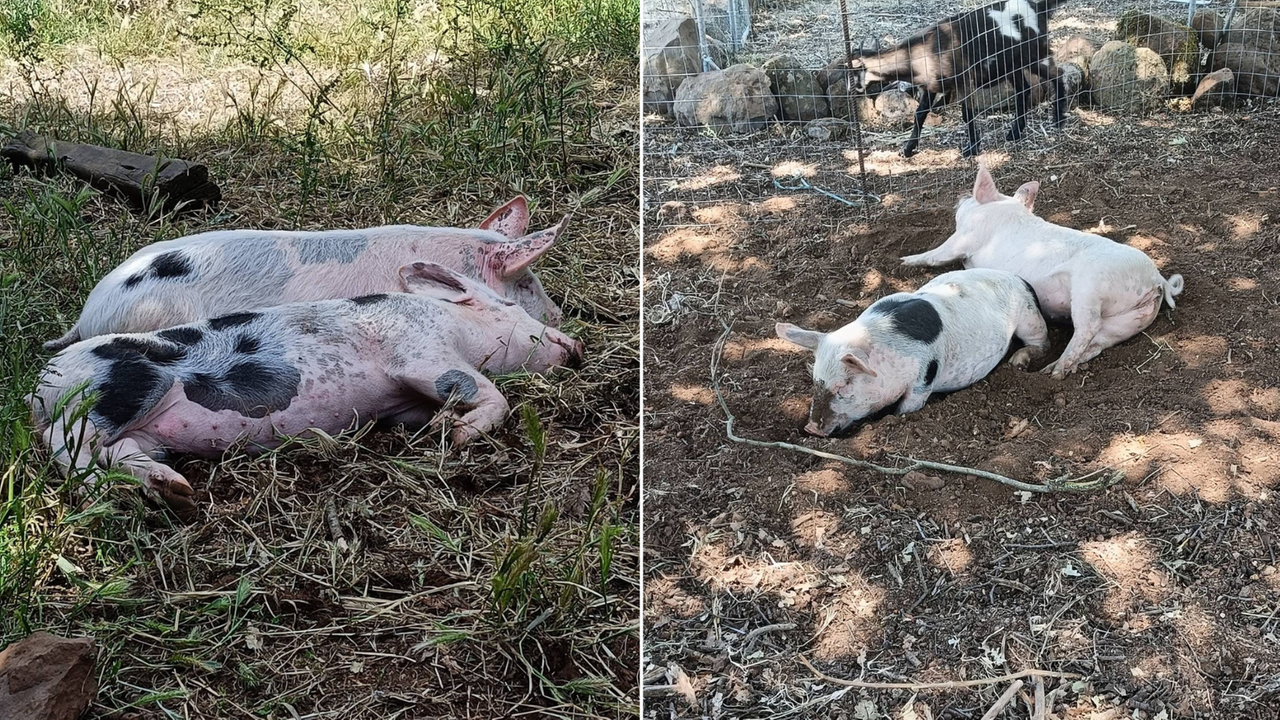 Scomparse due maialine domestiche, l’appello per ritrovare Bluey e Bingo: «Ve lo chiedo col cuore in mano, non macellatele»