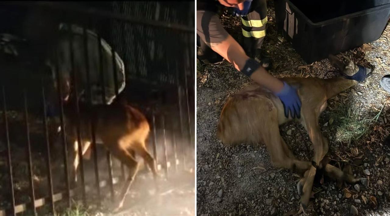 
	Il salvataggio del capriolo

