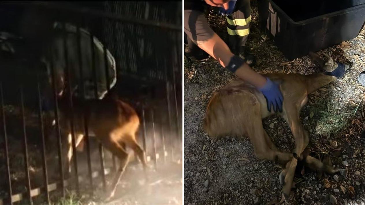 Il salvataggio del capriolo