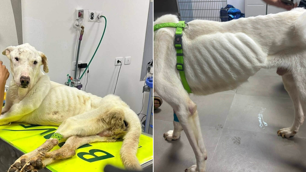 Parte per le ferie e lascia il cane senza cibo né acqua: il meticcio Pongo ridotto a scheletro