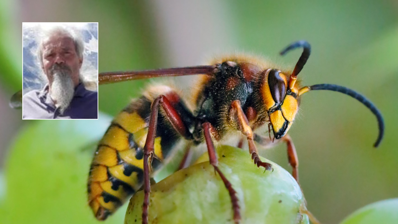 Punto da un calabrone all’orecchio mentre lavora nell’orto: morto un noto naturalista