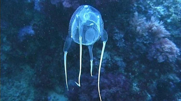 Tragedia in mare, 13enne punto da cubomedusa muore in pochi minuti