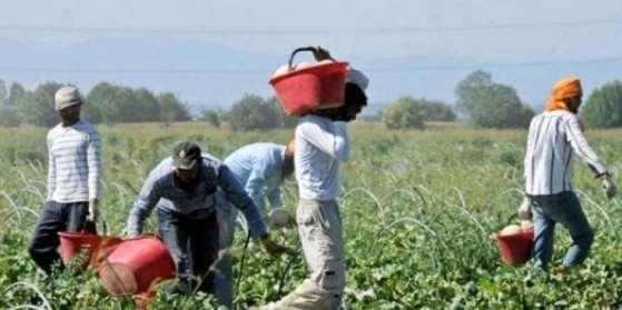 Ferrara, quattro lavoratori in nero su sette: sospesa un’azienda agricola