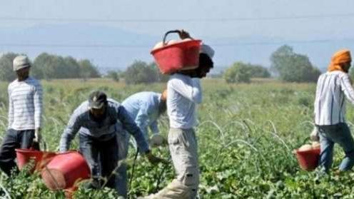 Ferrara, quattro lavoratori in nero su sette: sospesa un’azienda agricola