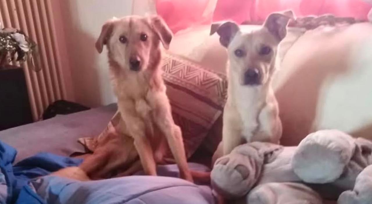 Copparo, cani maltrattati e denutriti: gli attivisti segnalano una donna