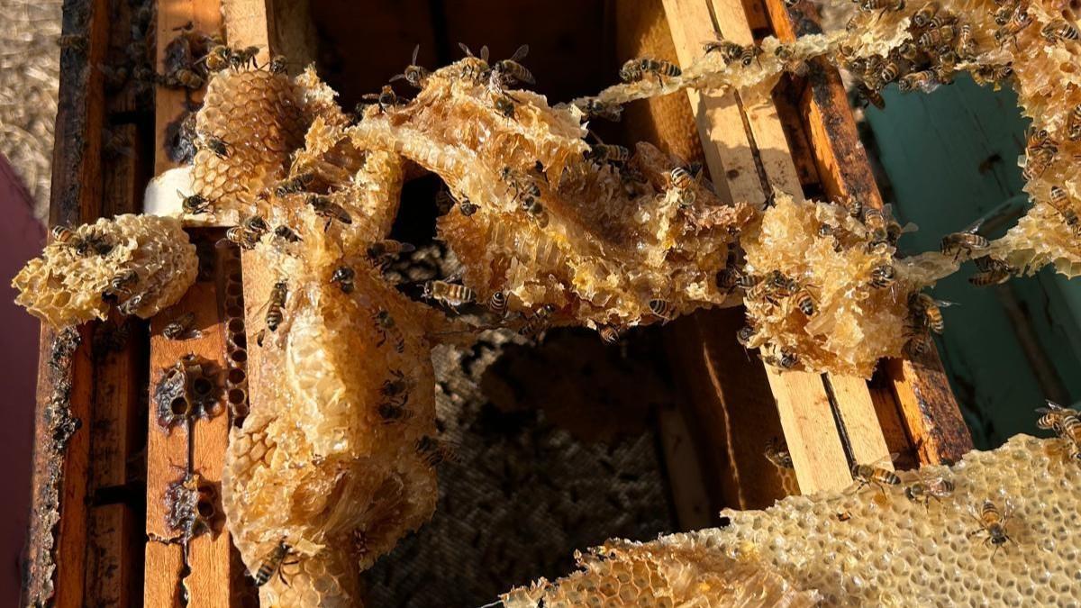 Temperature record, il caldo estremo colpisce anche le api: «Produzione miele giù del 70%»
