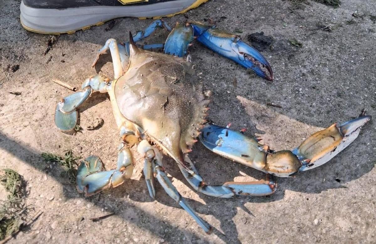 Il granchio blu arriva a Cento: la scoperta della Bonifica Burana