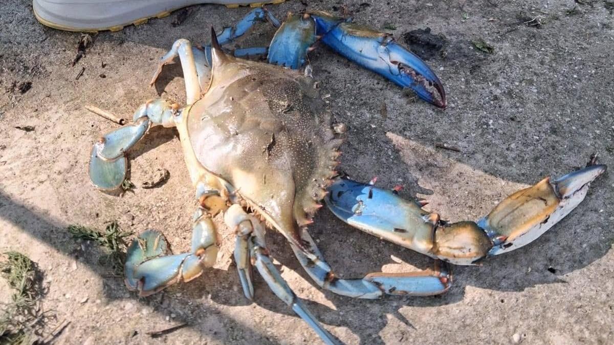 Il granchio blu arriva a Cento: la scoperta della Bonifica Burana