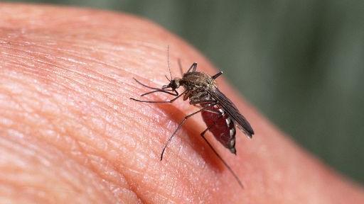 È allerta Febbre del Nilo, altri due casi accertati: cosa sappiamo