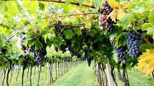 Uva sotto stress per il caldo torrido, la vendemmia comincia prima: qualità di vini e spumanti sardi da salvaguardare