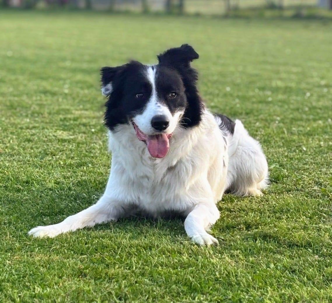 Il cane Locky resta troppe ore da solo: cerca una nuova casa
