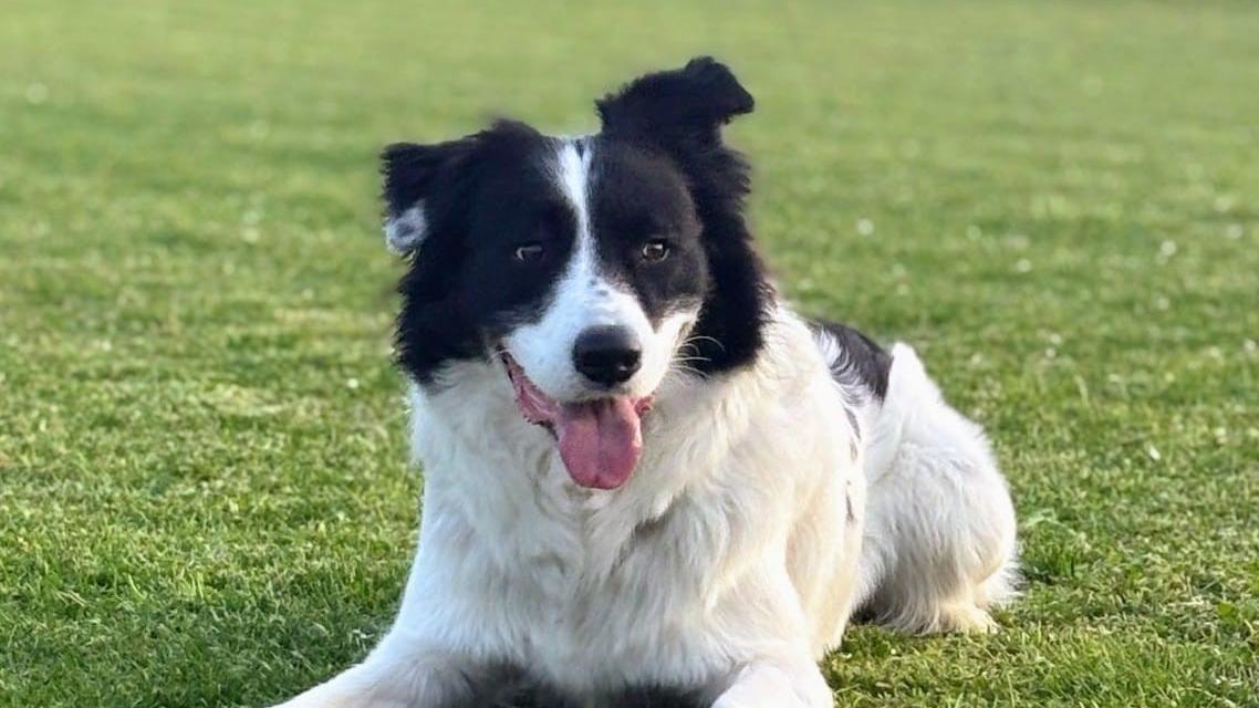 Il cane Locky resta troppe ore da solo: cerca una nuova casa
