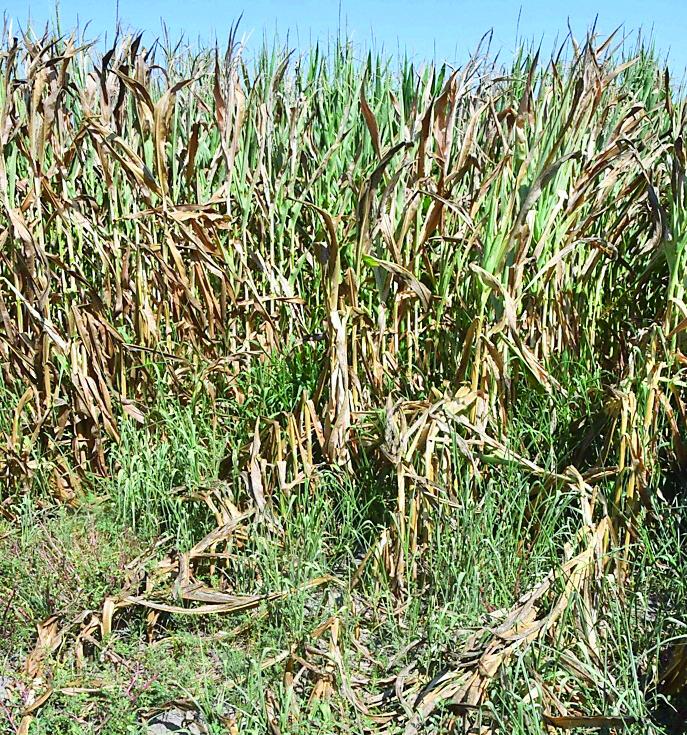Afa e caldo record in Sardegna: colture distrutte e allevamenti in grave difficoltà