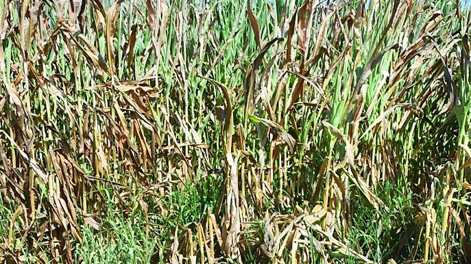 Afa e caldo record in Sardegna: colture distrutte e allevamenti in grave difficoltà