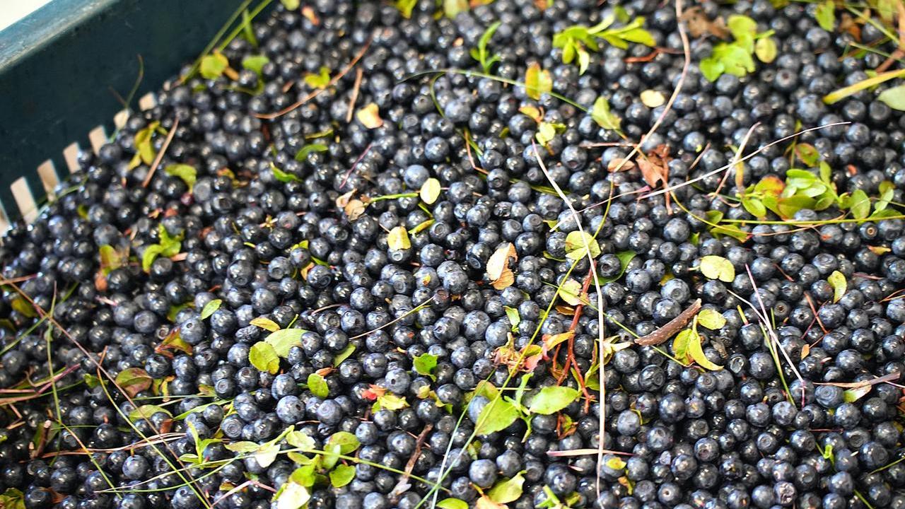 A Fanano si celebra il mirtillo selvatico