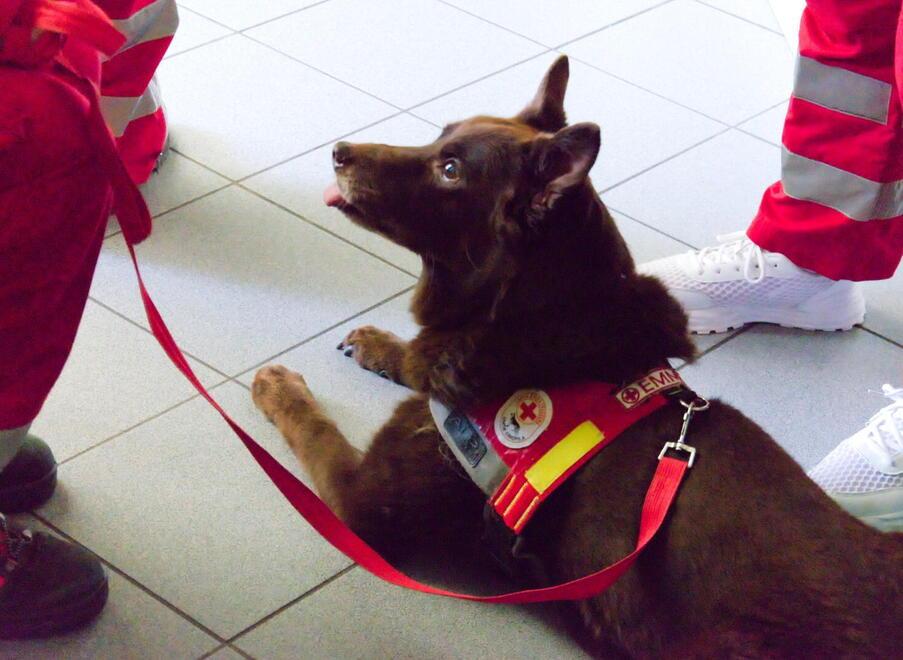 Addio a Piupi, la cagnolina della Croce Rossa di Bagni di Lucca