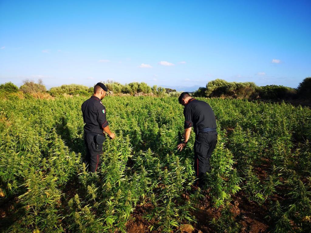 Orgosolo, scoperta vasta piantagione di canapa illegale: arrestato un 57enne