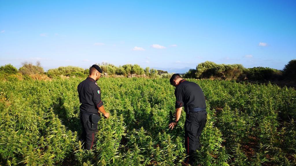 Scoperto mentre coltiva vasta piantagione di canapa illegale: arrestato