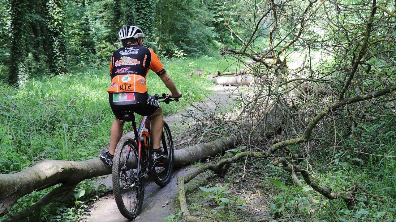 SERVIZIO SU DEGRADO E INCURIA NEL BOSCO DELLA PANFILIA LOCALITAâ SANTâAGOSTINO COMUNE DI TERRE DEL RENO: ALBERI CADUTI SUL SENTIERO
tronco d'albero ostacola il passaggio, cicloturista, ciclista
SERVIZIO SU DEGRADO E INCURIA NEL BOSCO DELLA PANFILIA LOCALITA' sant' s.AGOSTINO COMUNE DI TERRE DEL RENO: ALBERI CADUTI SUL SENTIERO