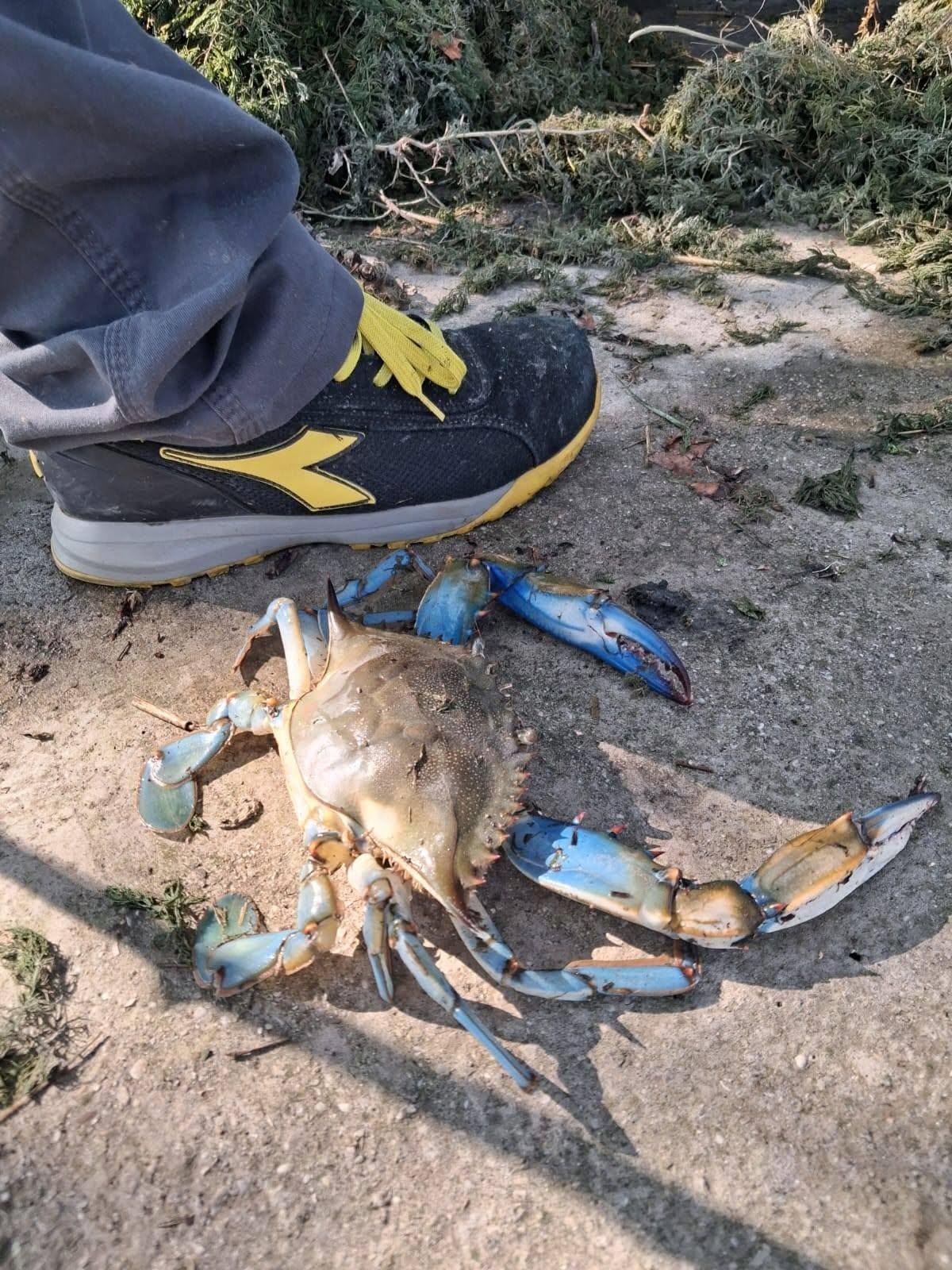 Il granchio blu risale il Po fino a Guastalla. Ecco perché il pesce gatto potrebbe fermarne l’invasione