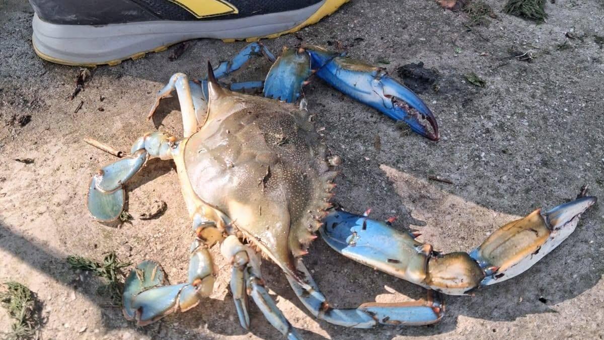 Il granchio blu risale il Po fino a Guastalla. Ecco perché il pesce gatto potrebbe fermarne l’invasione