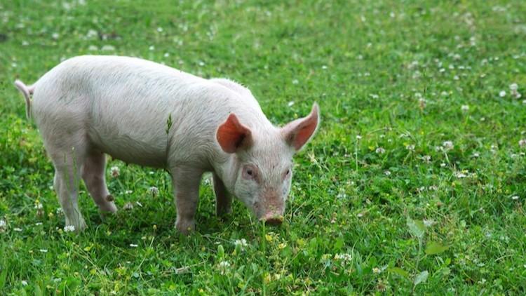 Sulle tavole di Ferragosto arriva il porcetto “straniero” a basso costo: la filiera sarda è a rischio