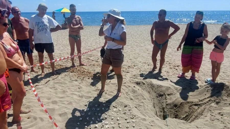 La magia della natura sulla spiaggia: le uova di caretta caretta si schiudono e 98 tartarughine raggiungono il mare